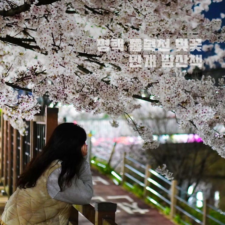  평택 야경 산책, 통복천 벚꽃 만개 밤 벚꽃놀이