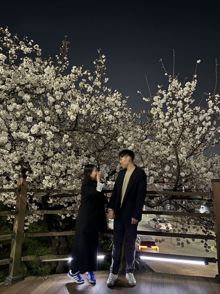  [대구 벚꽃 명소] 꽃보라동산
