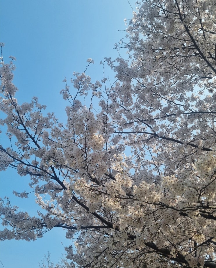  직장인 부수입 블로그 수익화 애드포스트 수익 구월부부와 함께