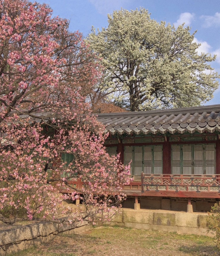  봄나들이 뚜벅이 추천 코스 매화 홍매화 실시간 상황 (창덕궁, 인사동쭈꾸미, 커피앤시가렛)