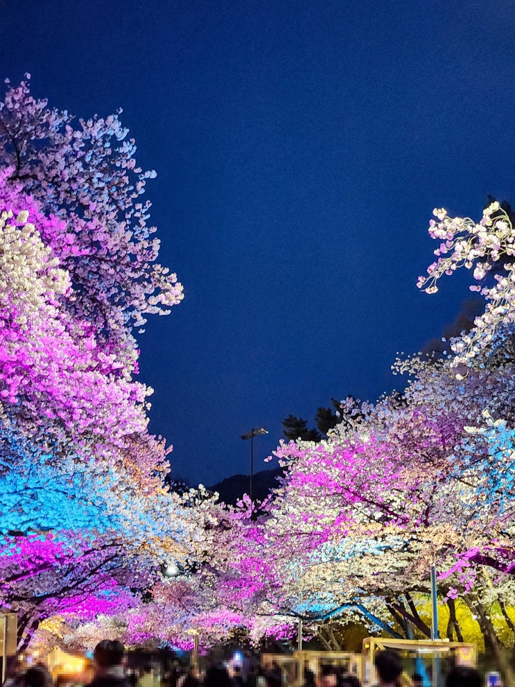  [렛츠런파크서울]벚꽃야경&야간경마보면서 벚꽃놀이즐기자! (24.4.5 방문)