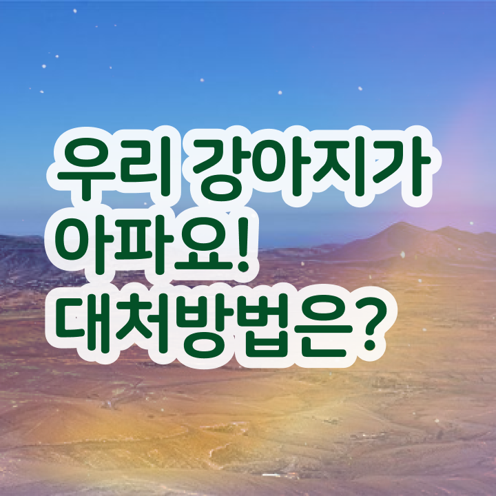  반려동물식품관리사 , 반려동물관리사 자격증 하는 일과 자격증 후기 , 연봉, 취업 전망 등