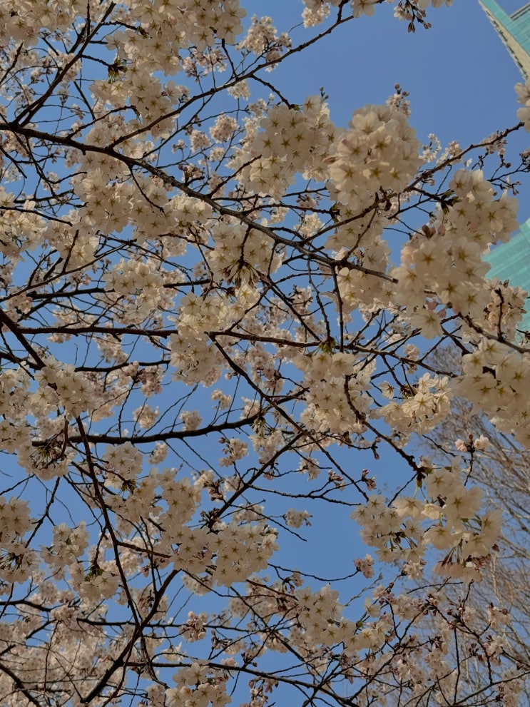  성수 서울숲 벚꽃 데이트