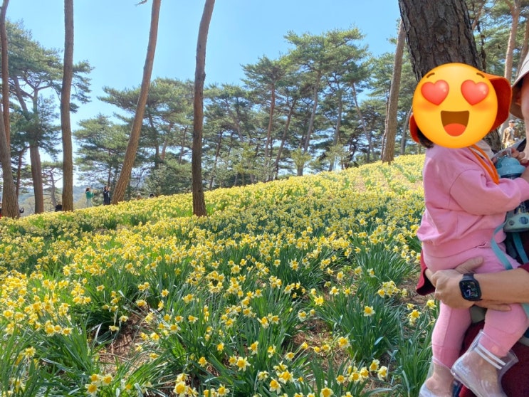  4월 꽃축제, 수선화 축제 모음