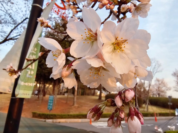 고양시 벚꽃명소 토당동 지도공원으로 봄꽃 구경하러 오세요!