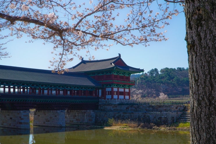  경주 여행 코스 월정교와 첨성대 앞 벚꽃 구경