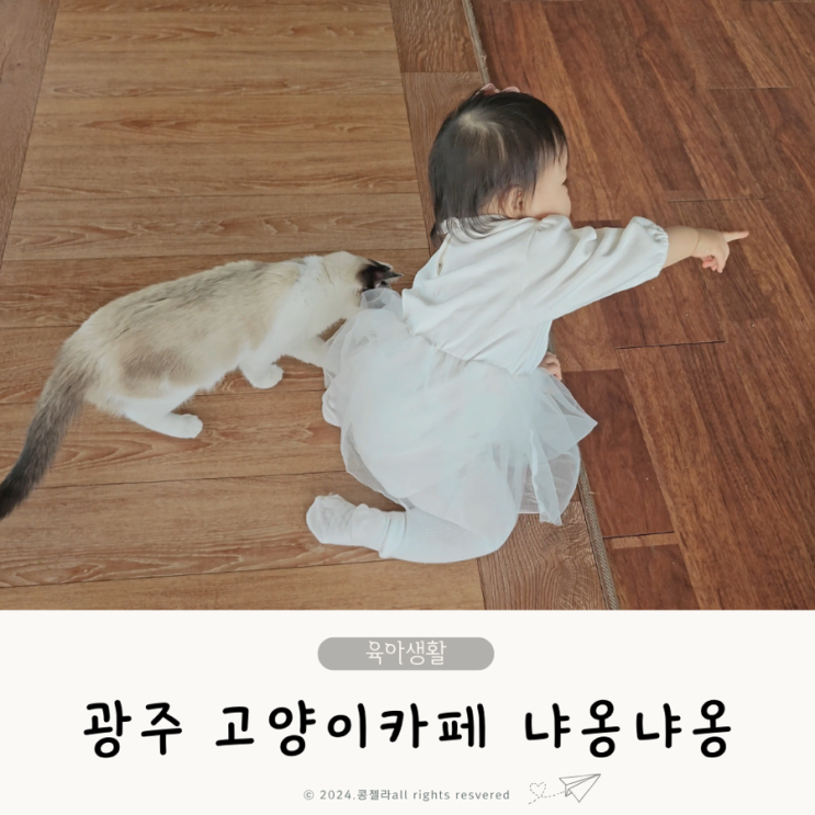  광주 고양이카페 냐옹냐옹 실내 아기랑 갈만한곳