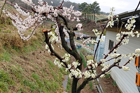 옥천꽃농원 이미지
