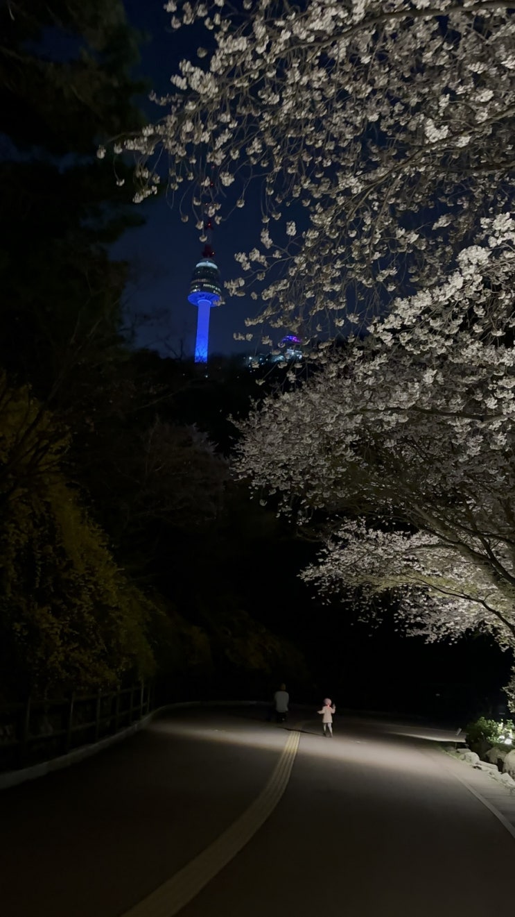  남산 벚꽃, 그리고 남산타워 야경의 조화. 벚꽃 명소