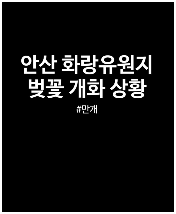  안산 화랑유원지 벚꽃 상황 (주차, 개화 정도)