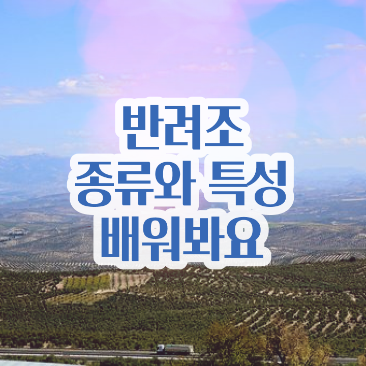  모란앵무 모프 , 반려조관리사 자격증 준비 과정 핵심 정보