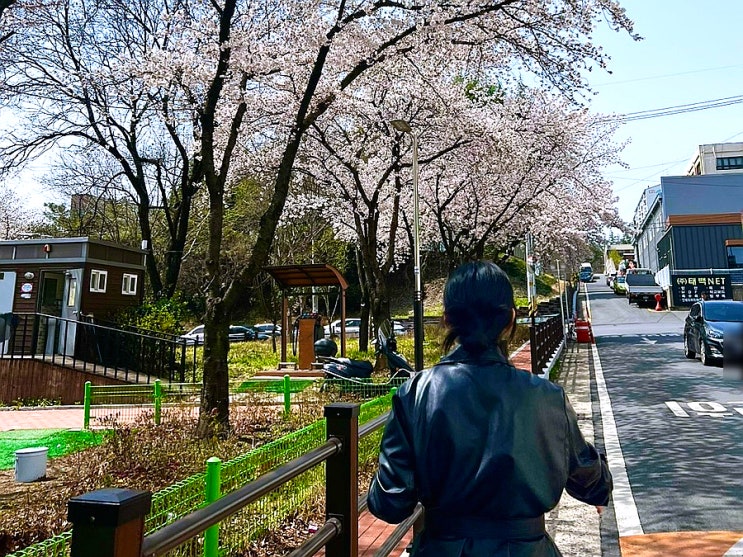  [대구 가볼만한곳] 대구에서 아는 사람만 아는 대구 서구 숨은 벚꽃 명소 추천, 대구 디센터 건물 건너 게이트볼장