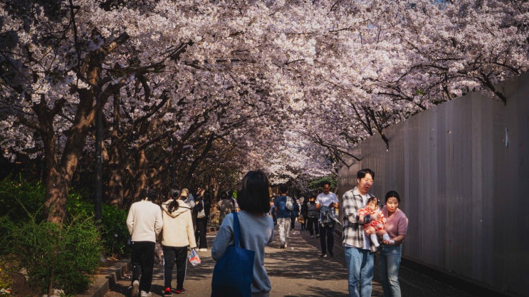  2024년 봄 보라매공원: 벚꽃이 만발했는데...공사판이 됐다.