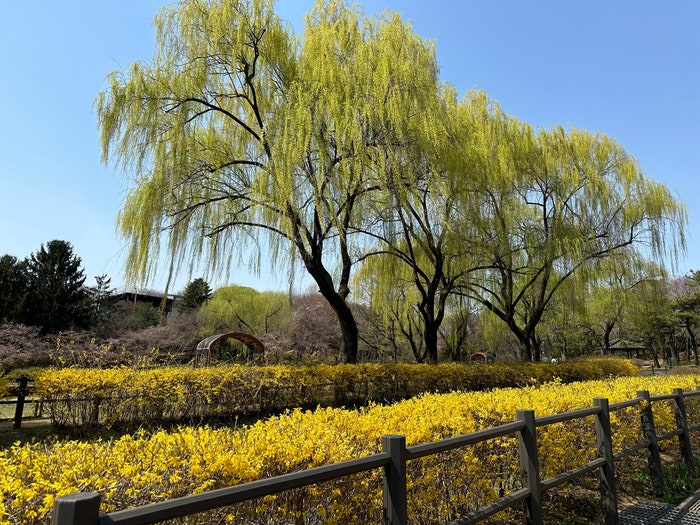  4월 꽃축제, 꽃구경 장소