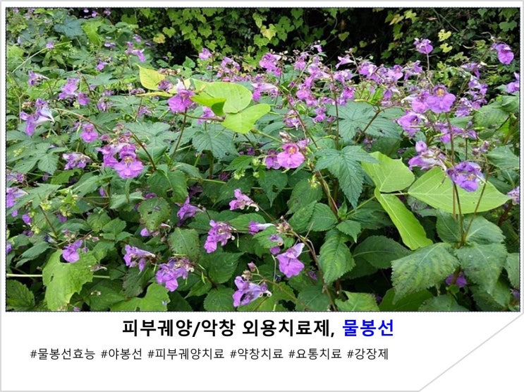  피부궤양/악창 외용 치료제, 물봉선