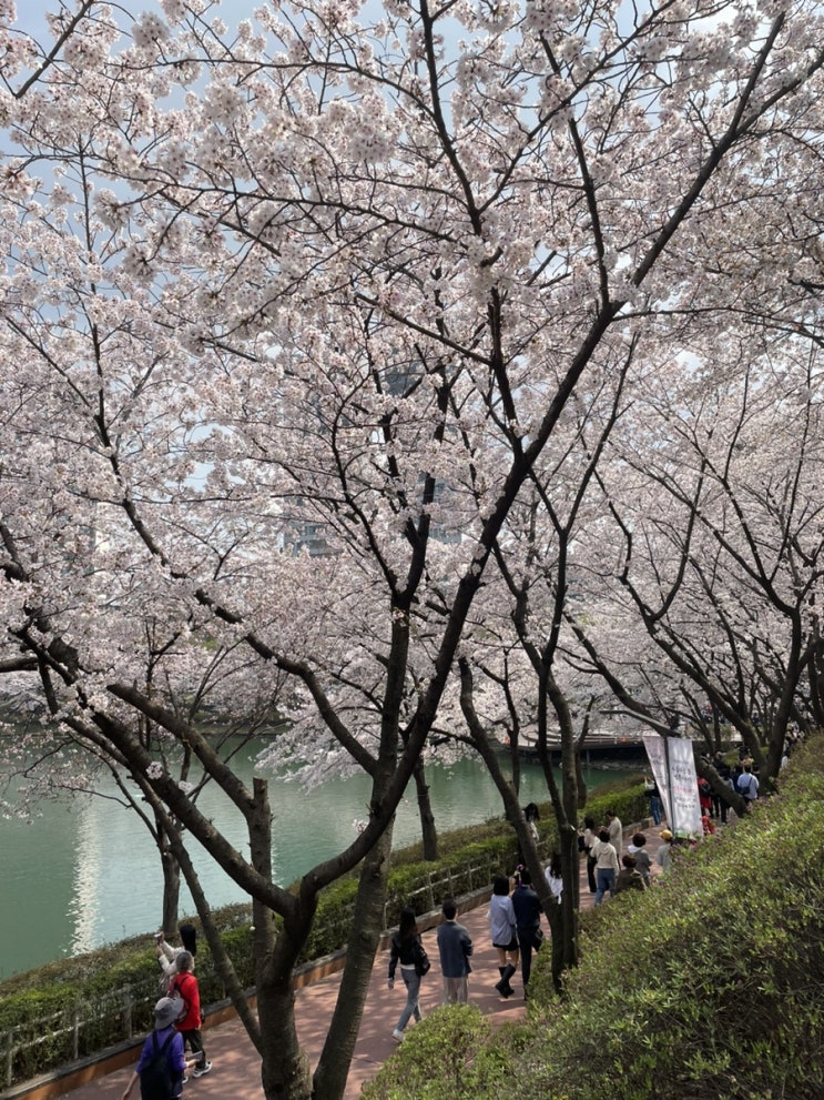 석촌호수 실시간 4월 5일 : 벚꽃반 사람반인 현황 공유 (포토스팟추천)