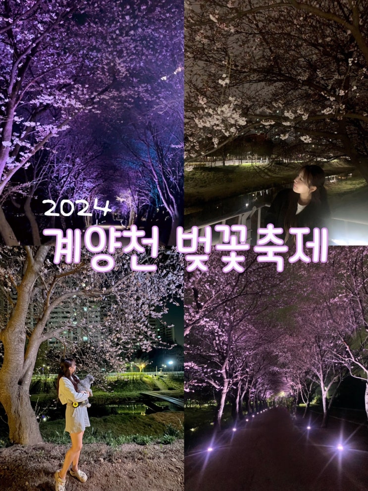 2024 김포 계양천 벚꽃축제 벚꽃길 야간조명 후기 + 주차, 개화상황