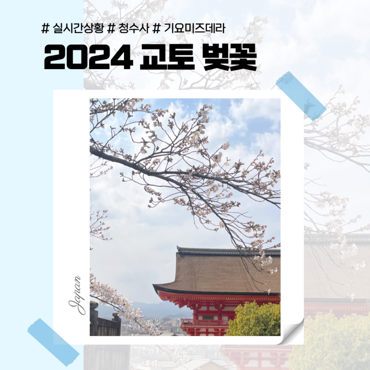  2024 교토 벚꽃 실시간 상황 청수사 기요미즈데라
