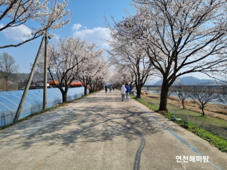  임진강 벚꽃 작은음악회 연천군 벚꽃 명소