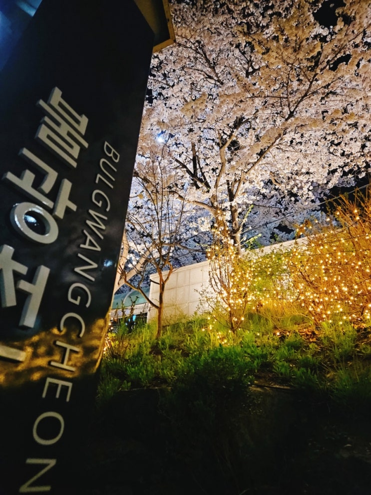 서울 벚꽃명소 불광천 벚꽃 은평레인보우교 강아지산책 좋아