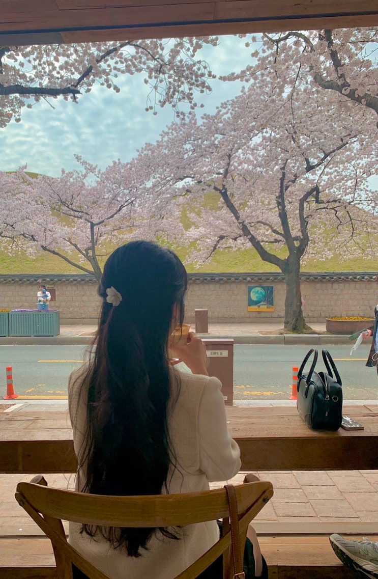  4월 경주여행 대릉원 돌담길 카페 슬랩트, 벚꽃 코스, 벚꽃 사진 모음
