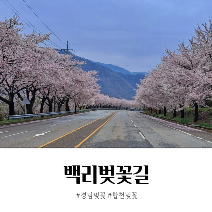 합천 벚꽃 봉산 백리벚꽃길 2024 만개 사진