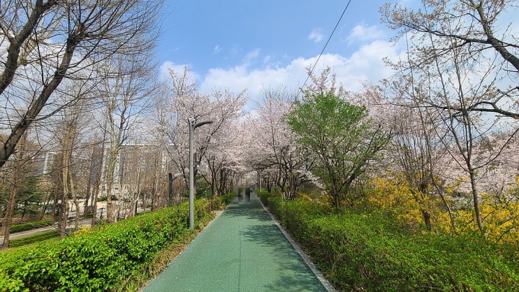 장범준의 벚꽃연금..아니 벚꽃엔딩을 들으며, 벚꽃잎 흩날리는 양재천 산책