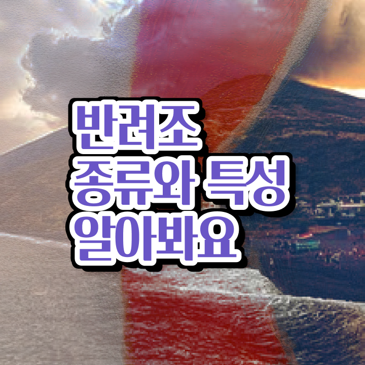모란앵무 모프 , 반려조관리사 자격증 인강으로 간편하게 학습 및 취득과정 및 활용 방법 모란앵무 모프 , 반려조관리사 자격증 인강으로 간편하게 학습 및 취득과정 및 활용 방법