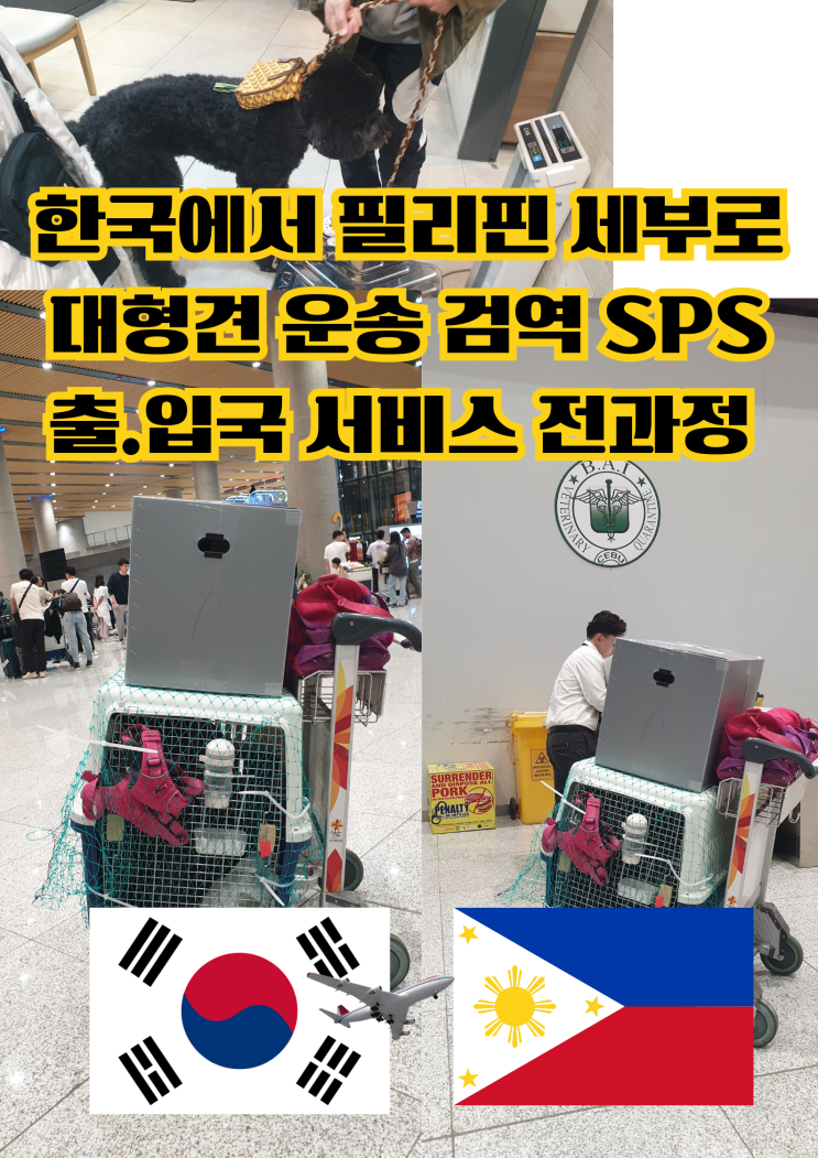  강아지필리핀데려가기 고양이필리핀데려가기 대형견해외운송 대형견국제수송 대형견카고 개필리핀SPS수입허가증 고양이필리핀SPS수입허가증