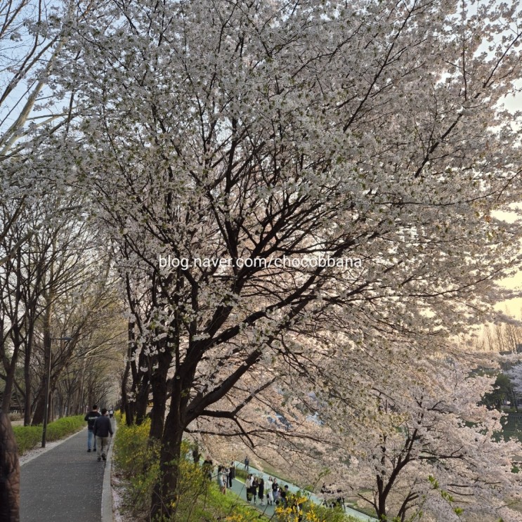 서울 벚꽃명소 양재천 여의천 양재시민의숲