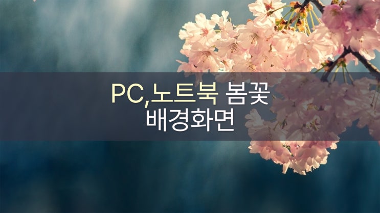 봄꽃, 벚꽃 4K 고화질 노트북 PC 배경화면 11종