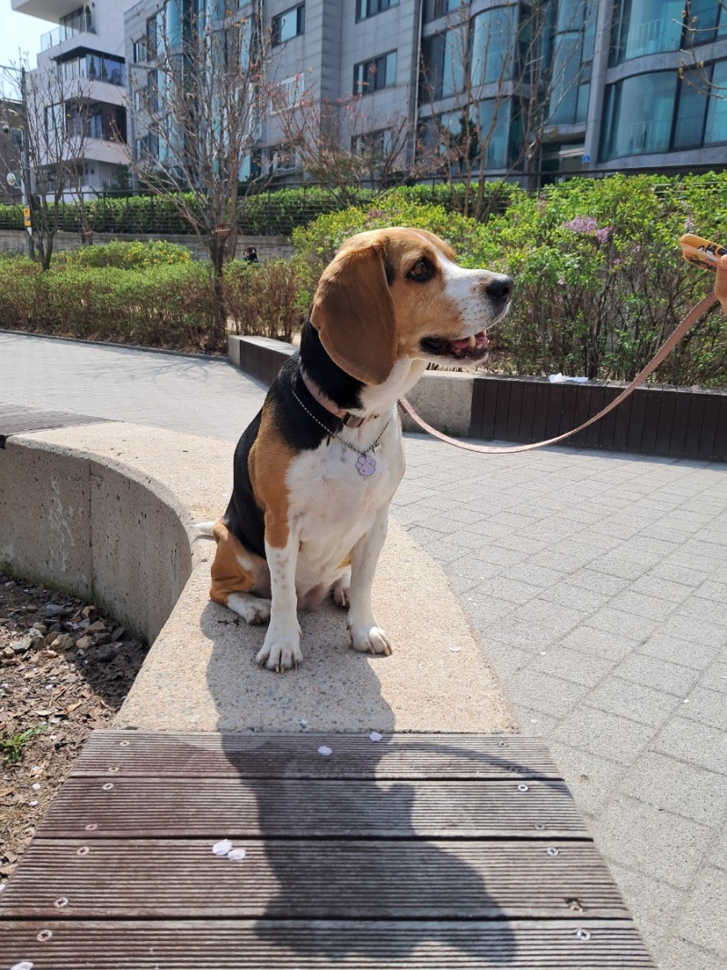 비글 중형견 이렇게 착한데 3대 악마견이라고 불리는 이유 : 네이버 블로그, image size:800x1067