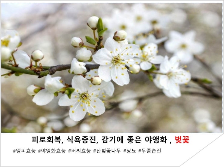  피로회복, 식욕증진, 감기에 좋은 야앵화 , 벚꽃
