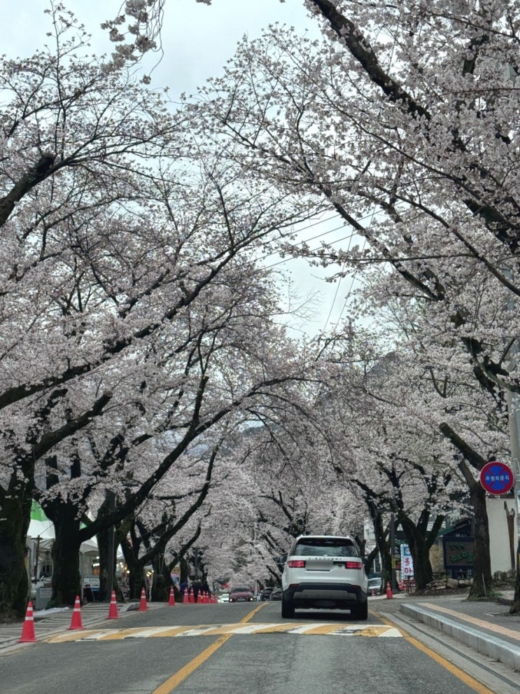  동학사 벚꽃축제 4월 4일 방문 벚꽃 개화 상태