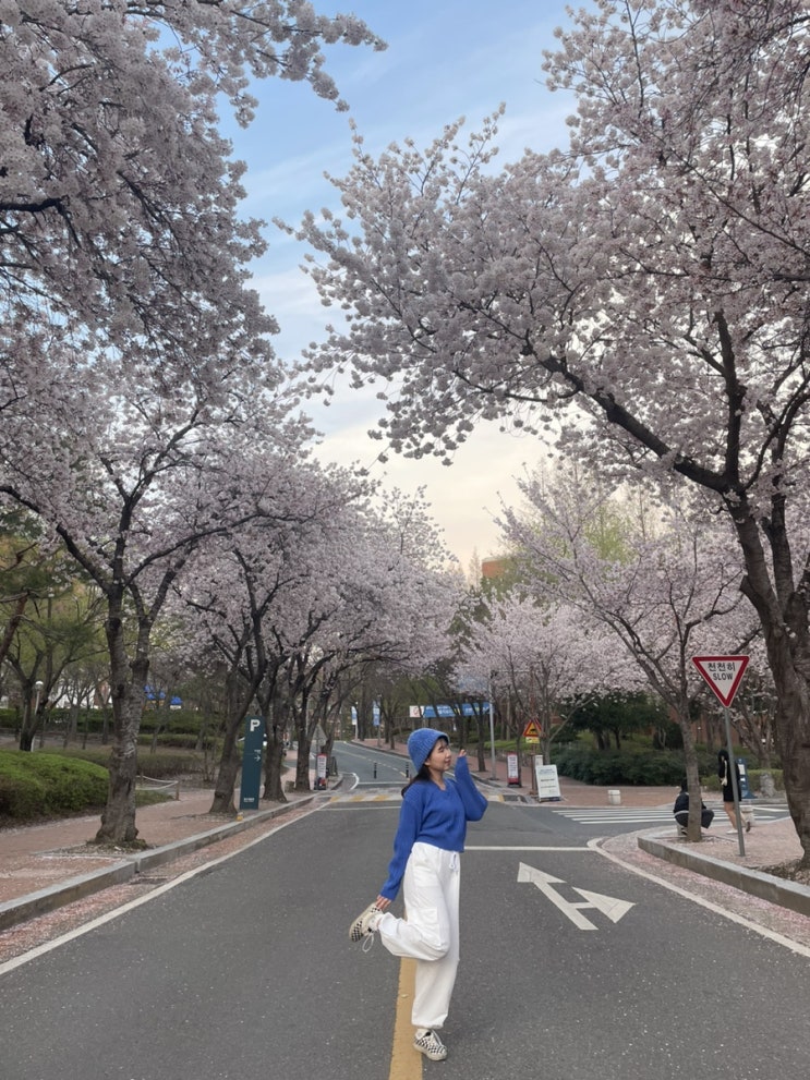  [대구 벚꽃 명소] 계명대 실시간 벚꽃 현황 - 4.6 토요일