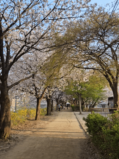  구로 고척동 안양천 벚꽃 명소