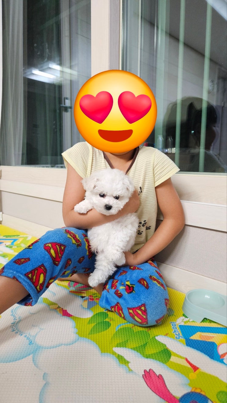  "귀여운외모와건강한체질!미니비숑프리제분양 "/세종시 강아지 분양 원독  세종시 애견샵