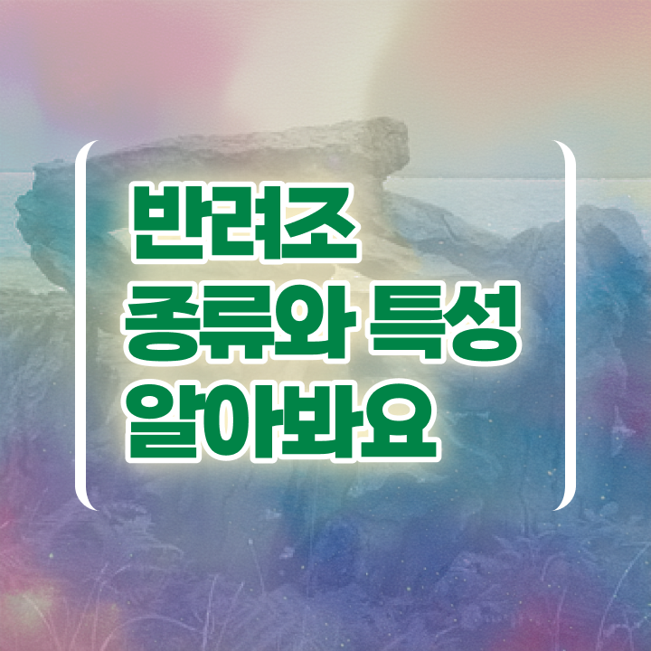  말하는 앵무새 종류 , 반려조관리사 자격증 준비 과정 정리