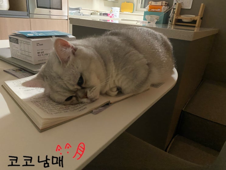 아 기다리고 기다린 먼치킨 고양이 일상