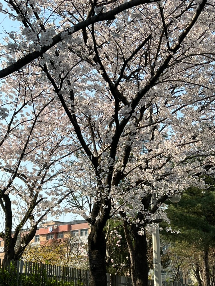 상동호수공원 벚꽃 실시간 개화 상황