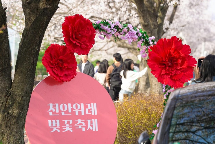천안 가볼만한곳 제9회 천안위례벚꽃축제 | 천안시청페이스북