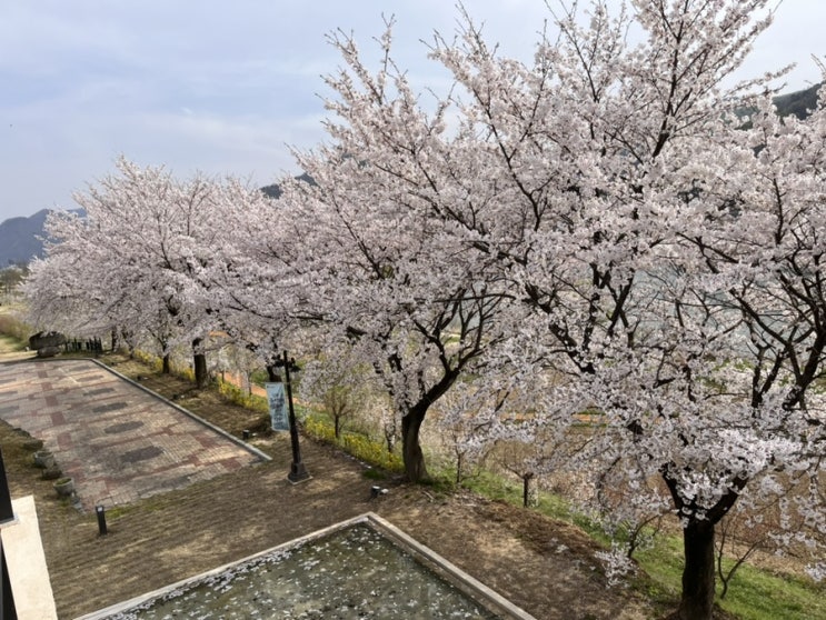 벚꽃피크 대전 벚꽃 명소 10곳 정보