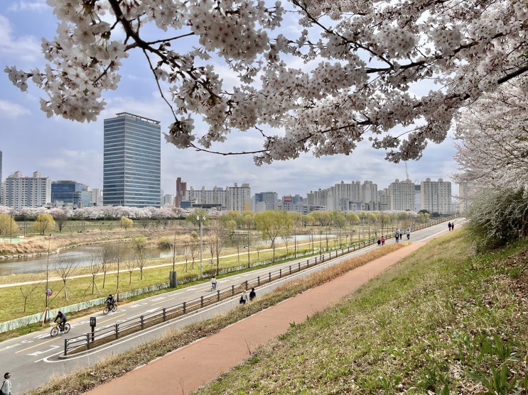  서울 양천구 벚꽃 명소, 신목동역 안양천 산책로 벚꽃구경 가볼만한 곳(2024년 4월 4일, 첫째주 주말 절정일듯)
