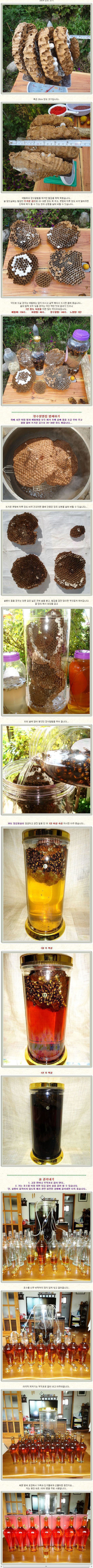  장수말벌의 천적