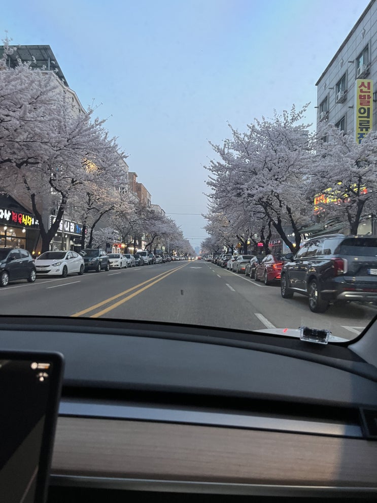  오이도 벚꽃 현황