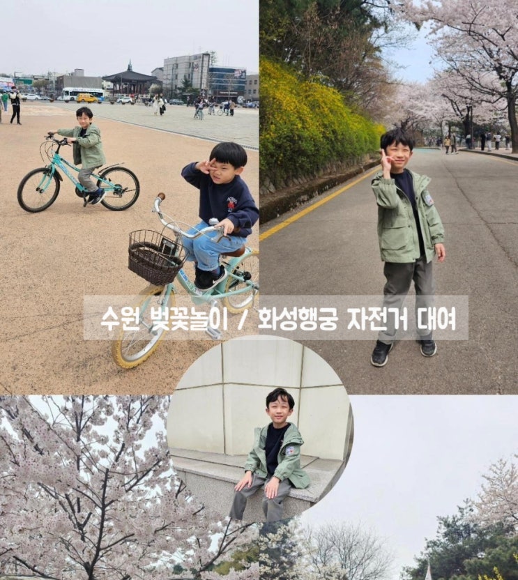  수원 팔달산 벚꽃, 화성행궁 광장 즐기기 (자전거대여/축제 정보)