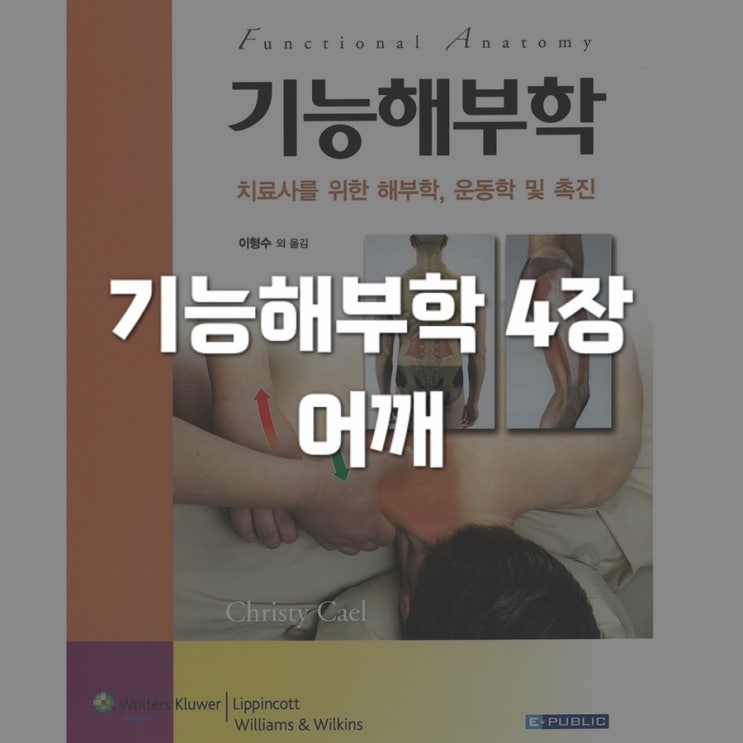  기능해부학 4장 - 어깨