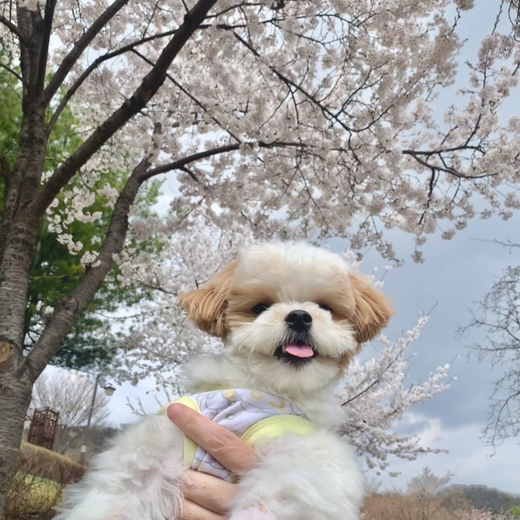  인천 벚꽃 명소 강아지산책하기 좋은곳 장미근린공원