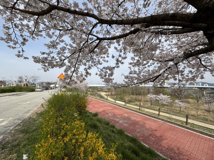 봄이 왔어요! 세종시 벚꽃구경과 쑥나물 캐는 즐거운 하루