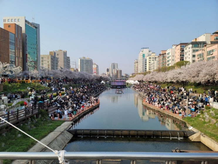  은평구 벚꽃 명소 추천//불광천 벚꽃축제//벚꽃 //꽃구경